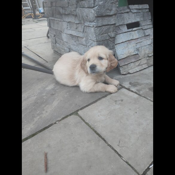 Golden Retriever - Both