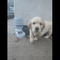 Golden Retriever - Both