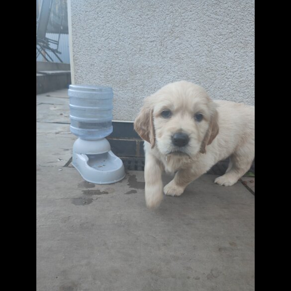 Golden Retriever - Both