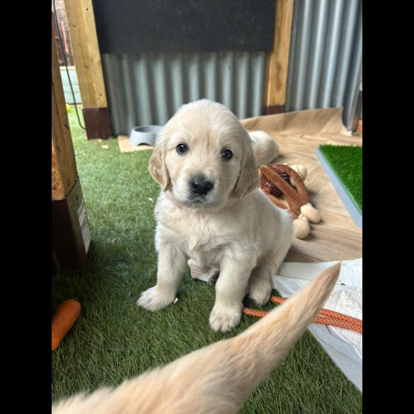 Golden Retriever - Both