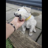 Golden Retriever - Both