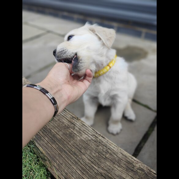 Golden Retriever - Both