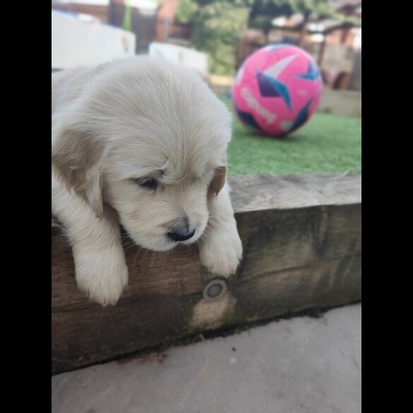 Golden Retriever - Both