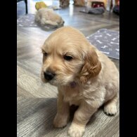 Golden Retriever - Both