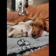 Golden Retriever - Both