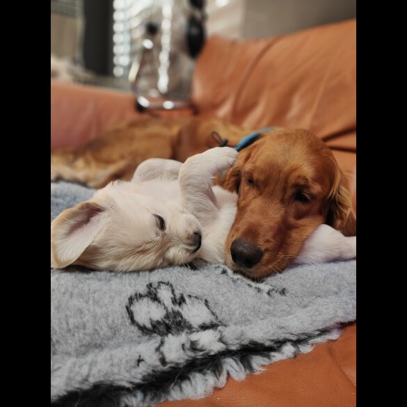 Golden Retriever - Both