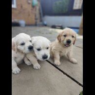 Golden Retriever - Both