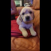 Golden Retriever - Both