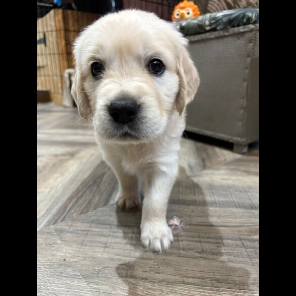 Golden Retriever - Both