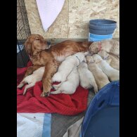 Golden Retriever - Both