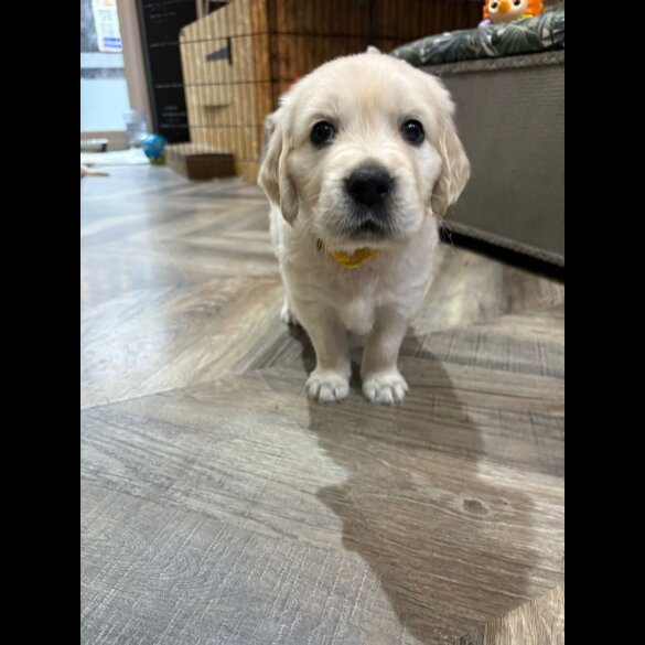 Golden Retriever - Both