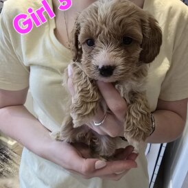 Cavapoo - Both