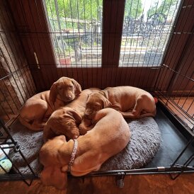 Hungarian Vizsla - Both