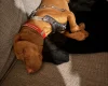 Hungarian Vizsla