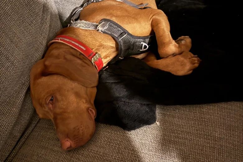 Hungarian Vizsla