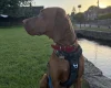 Hungarian Vizsla