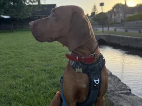Hungarian Vizsla