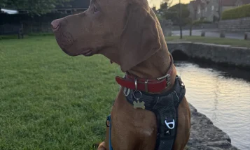 Hungarian Vizsla