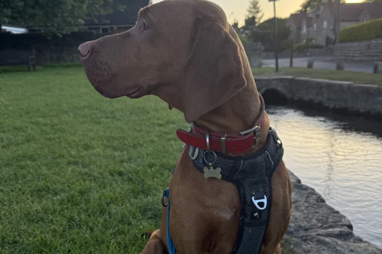 Hungarian Vizsla