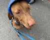 Hungarian Vizsla