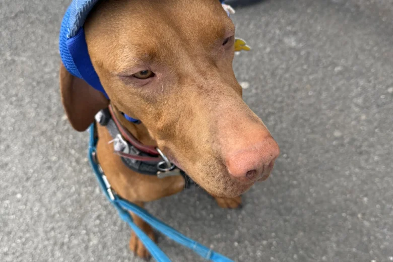 Hungarian Vizsla