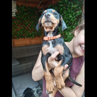 Jack Russell - Both