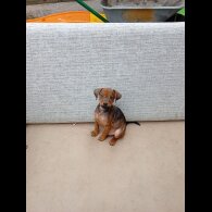 Jack Russell - Both
