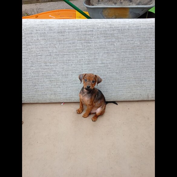 Jack Russell - Both