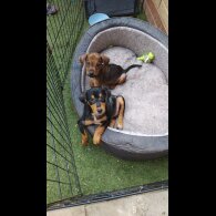 Jack Russell - Both