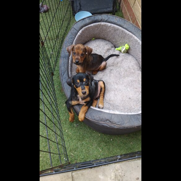 Jack Russell - Both