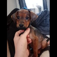 Jack Russell - Both
