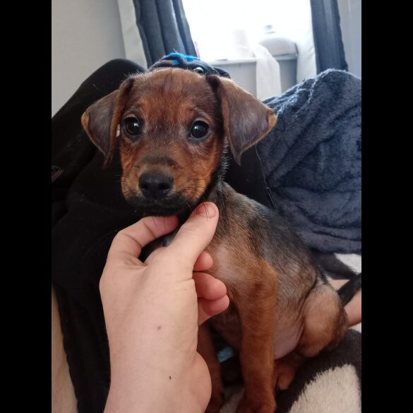 Jack Russell - Both