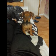 Jack Russell - Both