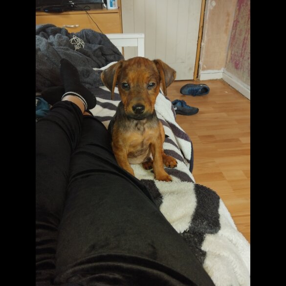 Jack Russell - Both