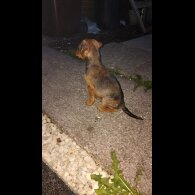 Jack Russell - Both