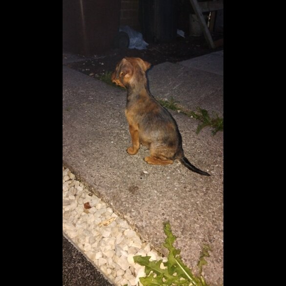 Jack Russell - Both