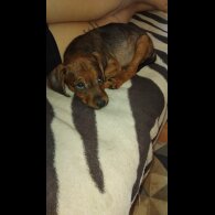 Jack Russell - Both