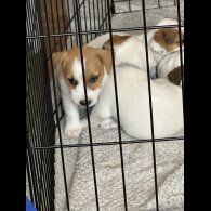Jack Russell - Both