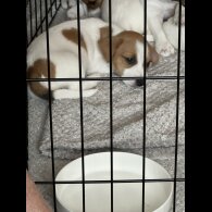 Jack Russell - Both