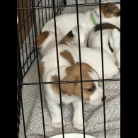 Jack Russell - Both