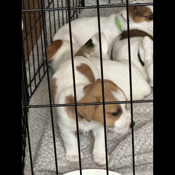 Jack Russell - Both