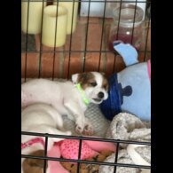Jack Russell - Both