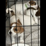 Jack Russell - Both