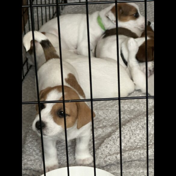 Jack Russell - Both