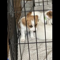 Jack Russell - Both