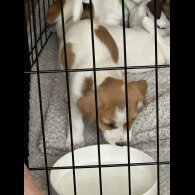 Jack Russell - Both