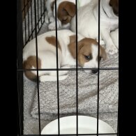 Jack Russell - Both
