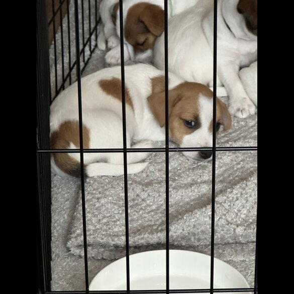 Jack Russell - Both
