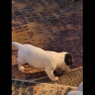 Jack Russell - Both