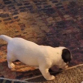 Jack Russell - Both